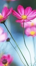 Plantes,Fleurs pour Samsung Galaxy Corby 550