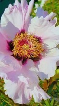 Télécharger une image 1280x800 Plantes,Fleurs pour le portable gratuitement.