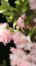 Télécharger une image 800x480 Plantes,Fleurs pour le portable gratuitement.