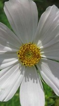 Télécharger une image 240x400 Plantes,Fleurs,Camomille pour le portable gratuitement.