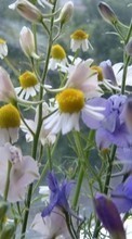 Télécharger une image 1024x600 Plantes,Fleurs,Camomille pour le portable gratuitement.
