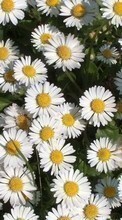 Télécharger une image 1280x800 Plantes,Fleurs,Camomille pour le portable gratuitement.