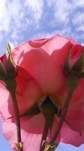 Télécharger une image 320x240 Plantes,Fleurs,Roses pour le portable gratuitement.