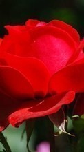 Télécharger une image 800x480 Plantes,Fleurs,Roses pour le portable gratuitement.