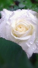 Télécharger une image 1080x1920 Plantes,Fleurs,Roses pour le portable gratuitement.