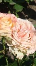 Télécharger une image 540x960 Plantes,Fleurs,Roses pour le portable gratuitement.