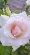Télécharger une image 540x960 Plantes,Fleurs,Roses pour le portable gratuitement.