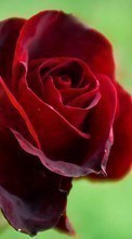 Fleurs,Plantes,Roses pour HTC Desire 816G