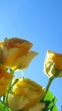 Télécharger une image Plantes,Fleurs,Roses pour le portable gratuitement.