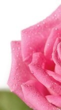 Télécharger une image 240x320 Plantes,Fleurs,Roses pour le portable gratuitement.