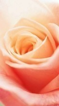 Plantes,Fleurs,Roses pour Samsung Galaxy Corby 550