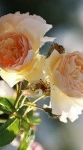 Télécharger une image 320x480 Plantes,Fleurs,Roses pour le portable gratuitement.