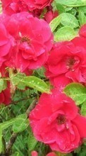 Télécharger une image 128x160 Plantes,Fleurs,Roses pour le portable gratuitement.
