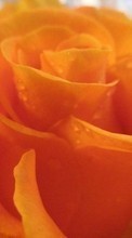 Télécharger une image 128x160 Plantes,Fleurs,Roses pour le portable gratuitement.