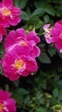 Télécharger une image Plantes,Fleurs,Briar pour le portable gratuitement.