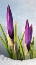 Télécharger une image Plantes,Hiver,Fleurs,Neige pour le portable gratuitement.