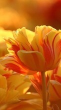 Télécharger une image 800x480 Plantes,Fleurs,Tulipes pour le portable gratuitement.