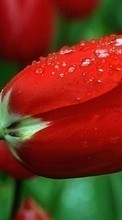 Télécharger une image 320x240 Plantes,Fleurs,Tulipes pour le portable gratuitement.