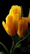 Télécharger une image 1024x600 Plantes,Fleurs,Tulipes pour le portable gratuitement.