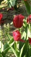 Télécharger une image 240x400 Plantes,Fleurs,Tulipes pour le portable gratuitement.
