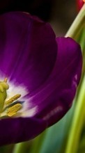 Télécharger une image 800x480 Plantes,Fleurs,Tulipes pour le portable gratuitement.