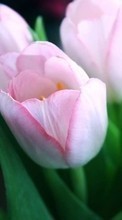 Fleurs,Plantes,Tulipes pour HTC Desire 610