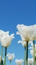 Télécharger une image 128x160 Plantes,Fleurs,Tulipes pour le portable gratuitement.