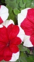 Télécharger une image 240x400 Plantes,Fleurs,Liseron pour le portable gratuitement.