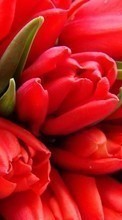 Télécharger une image Fleurs,Dessins,Tulipes pour le portable gratuitement.