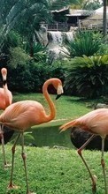 Télécharger une image 240x400 Animaux,Oiseaux,Flamingo pour le portable gratuitement.