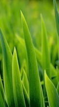Télécharger une image 1024x600 Plantes,Herbe,Contexte pour le portable gratuitement.
