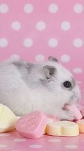 Télécharger une image Animaux,Hamsters,Rongeurs pour le portable gratuitement.