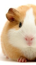 Télécharger une image Animaux,Hamsters,Rongeurs pour le portable gratuitement.