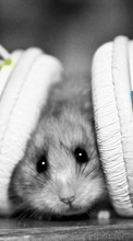 Télécharger une image Hamsters,Écouteurs,Animaux pour le portable gratuitement.