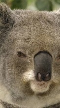 Télécharger une image 800x480 Animaux,Koalas pour le portable gratuitement.