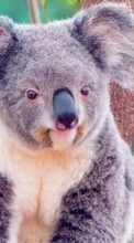 Télécharger une image 128x160 Animaux,Koalas pour le portable gratuitement.