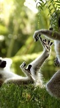 Télécharger une image Les lémuriens,Animaux pour le portable gratuitement.