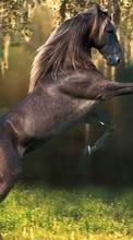 Animaux,Chevaux pour HTC One X