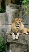 Télécharger une image 128x160 Animaux,Lions pour le portable gratuitement.