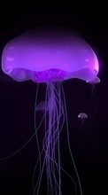 Télécharger une image Animaux,Mer,Jellyfish pour le portable gratuitement.
