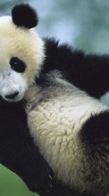 Télécharger une image 800x480 Animaux,Bears,Pandas pour le portable gratuitement.