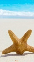 Paysage,Mer,Plage,Sable,Starfish pour HTC EVO 4G