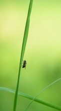 Herbe,Insectes,Mouches pour Asus ZenFone 2