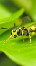 Télécharger une image 240x400 Insectes,Wasps pour le portable gratuitement.