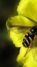 Télécharger une image Insectes,Abeilles pour le portable gratuitement.
