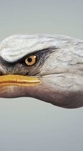 Télécharger une image 800x480 Humour,Oiseaux,Eagles pour le portable gratuitement.