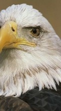 Télécharger une image 240x400 Animaux,Oiseaux,Eagles pour le portable gratuitement.