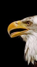 Télécharger une image 540x960 Animaux,Oiseaux,Eagles pour le portable gratuitement.