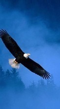 Télécharger une image 320x240 Animaux,Oiseaux,Eagles pour le portable gratuitement.