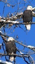 Télécharger une image 1280x800 Animaux,Oiseaux,Eagles pour le portable gratuitement.